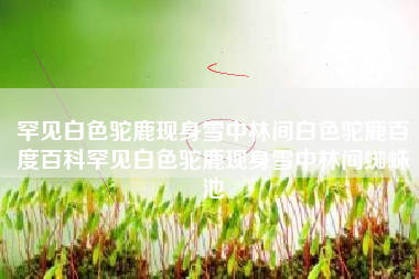 罕见白色驼鹿现身雪中林间白色驼鹿百度百科罕见白色驼鹿现身雪中林间蜘蛛池