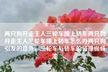两只狗开走主人三轮车撞上轿车两只狗开走主人三轮车撞上轿车怎么办两只狗引发的意外，三轮车与轿车的碰撞蜘蛛池