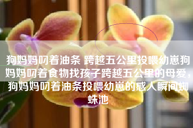 狗妈妈叼着油条 跨越五公里投喂幼崽狗妈妈叼着食物找孩子跨越五公里的母爱，狗妈妈叼着油条投喂幼崽的感人瞬间蜘蛛池