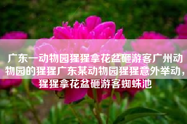 广东一动物园猩猩拿花盆砸游客广州动物园的猩猩广东某动物园猩猩意外举动，猩猩拿花盆砸游客蜘蛛池