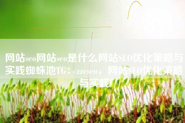 网站seo网站seo是什么网站SEO优化策略与实践蜘蛛池TG：zzcseo，网站SEO优化策略与实践