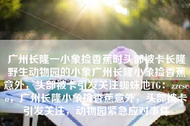 广州长隆一小象捡香蕉时头部被卡长隆野生动物园的小象广州长隆小象捡香蕉意外,头部被卡引发关注蜘蛛池TG:zzcseo,广州长隆小象捡香蕉意外,头部被卡引发关注,动物园紧急应对事件 广州长隆一小象捡香蕉时头部被卡长隆野生动物园的小象广州长隆小象捡香蕉意外,头部被卡引发关注蜘蛛池TG:zzcseo,广州长隆小象捡香蕉意外,头部被卡引发关注,动物园紧急应对事件