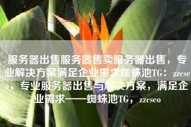 服务器出售服务器售卖服务器出售，专业解决方案满足企业需求蜘蛛池TG：zzcseo，专业服务器出售与解决方案，满足企业需求——蜘蛛池TG，zzcseo