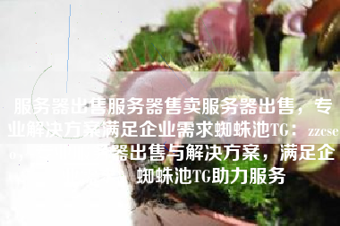 服务器出售服务器售卖服务器出售，专业解决方案满足企业需求蜘蛛池TG：zzcseo，专业服务器出售与解决方案，满足企业需求，蜘蛛池TG助力服务