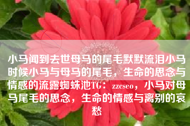 小马闻到去世母马的尾毛默默流泪小马时候小马与母马的尾毛，生命的思念与情感的流露蜘蛛池TG：zzcseo，小马对母马尾毛的思念，生命的情感与离别的哀愁