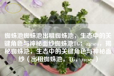 蜘蛛池蜘蛛池出租蜘蛛池，生态中的关键角色与神秘面纱蜘蛛池TG：zzcseo，揭秘蜘蛛池，生态中的关键角色与神秘面纱（出租蜘蛛池，TG，zzcseo）