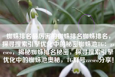 蜘蛛排名最厉害的蜘蛛排名蜘蛛排名，探寻搜索引擎优化中的秘密蜘蛛池TG：zzcseo，揭秘蜘蛛排名秘密，探寻搜索引擎优化中的蜘蛛池奥秘，TG群号zzcseo分享！
